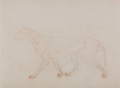 A Comparative Anatomical Exposition of the Structure of the Human Body with that of a Tiger and a Cow by George Stubbs